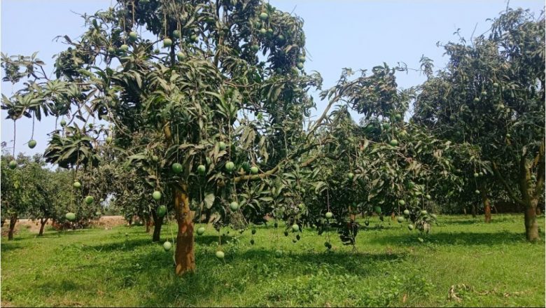 প্রধানমন্ত্রী শেখ হাসিনার আম বাগান
