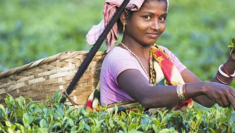 চা শ্রমিকদের দৈনিক মজুরি ১৭০ টাকা নির্ধারণ