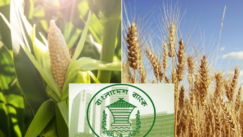 ৪ শতাংশ সুদে গম ও ভুট্টা উৎপাদনে ১ হাজার কোটি টাকার স্কিম