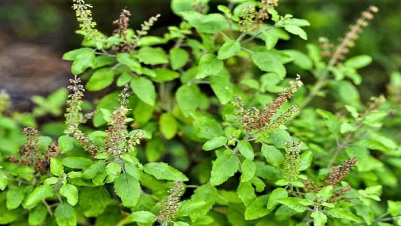 আয়ুর্বেদিক খাদ্যাভাস গড়ে তোলার বিকল্প নেই